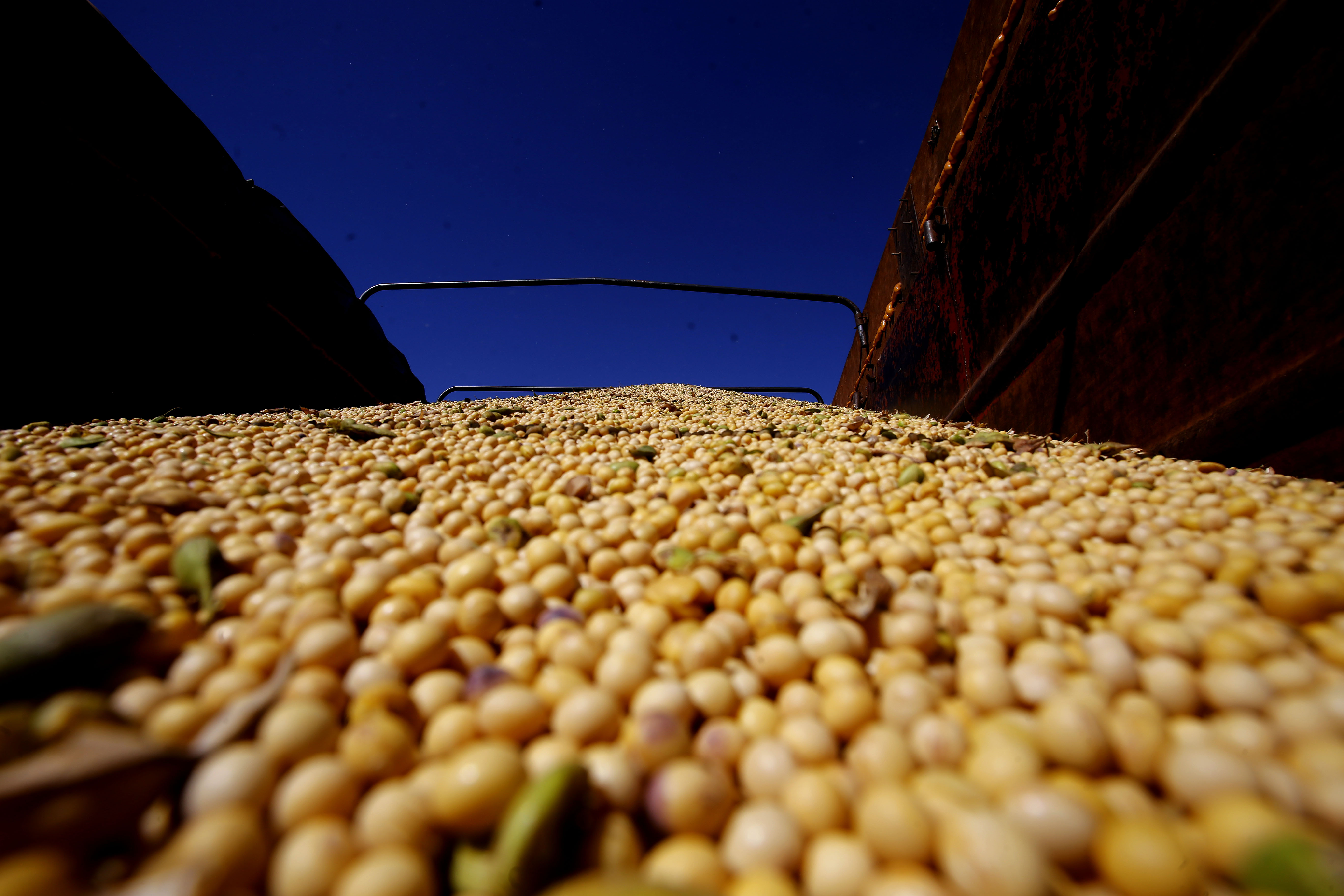 A soja deve alcançar 109,2 milhões de toneladas contra 114,1 milhões do último período. | Pedro Serapio/Gazeta do Povo