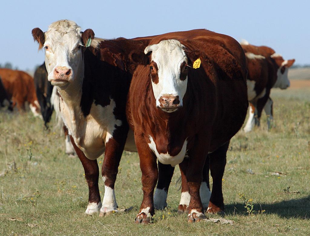 Boi gordo: peso final do boi norte-americano é maior do que o boi brasileiro | KAREN BLEIER/AFP