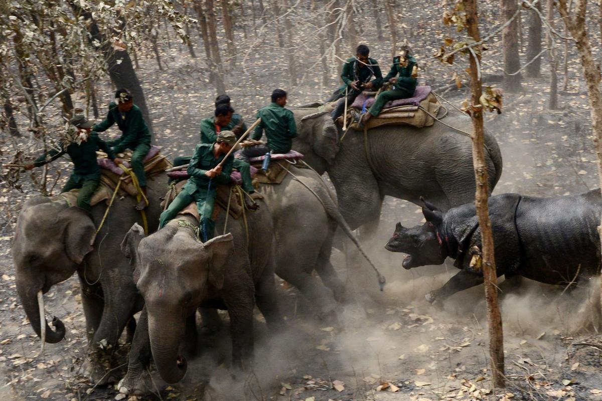 No Zimbábue, os caçadores pagam de US$36 mil a US$70 mil para caçar elefantes | PRAKASH MATHEMA/AFP