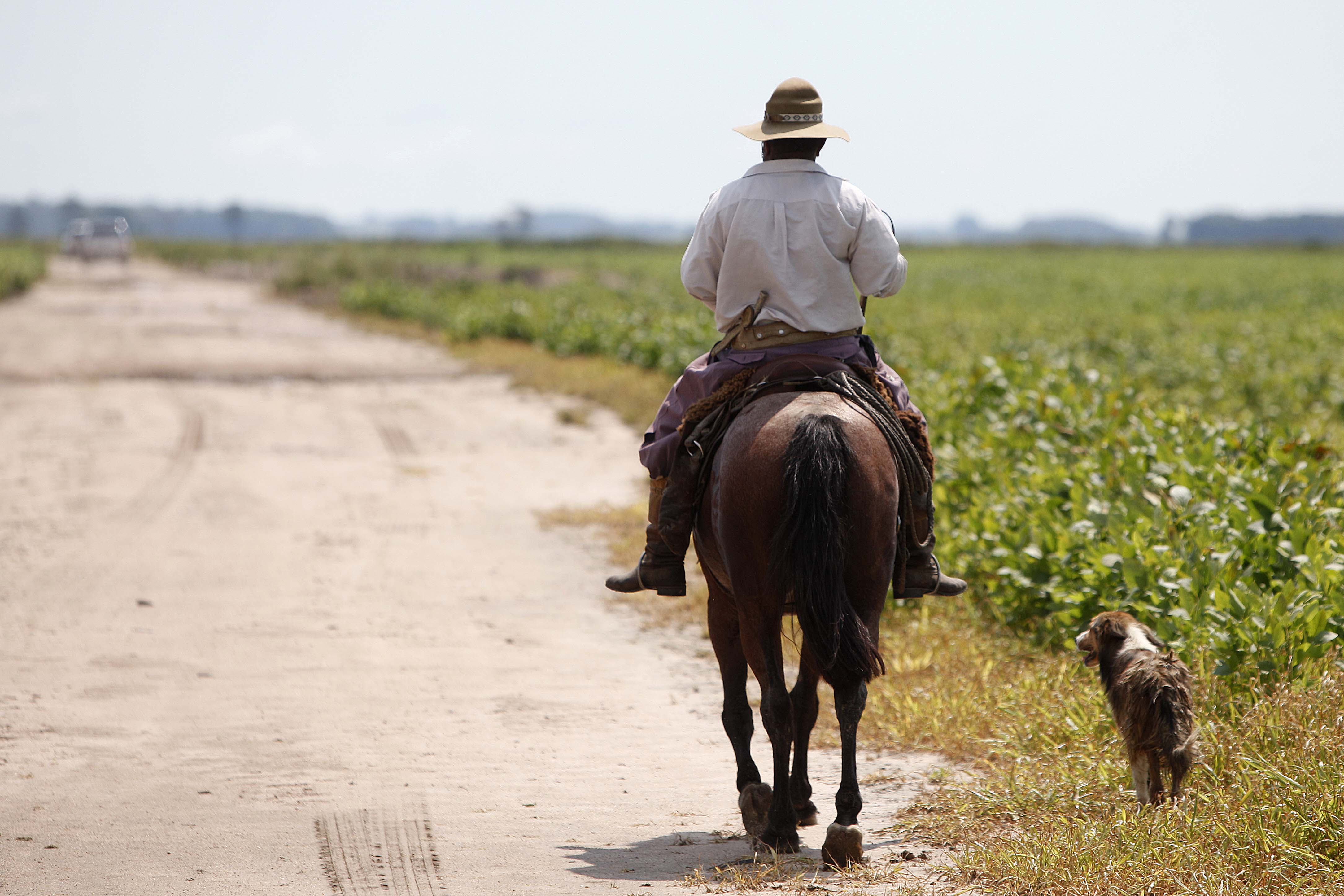 Lavouras de milho estão se tornando cada vez mais escassas no estado gaúcho | JONATHAN CAMPOS/GAZETA DO POVO