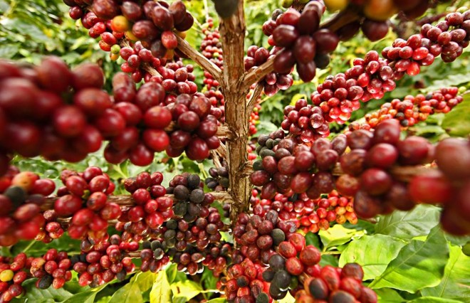 A produtividade dos cafezais paranaenses foi a maior entre os principais players brasileiros, com 26,26 sacas por hectare (+15,8%). | Albari Rosa/Gazeta do Povo