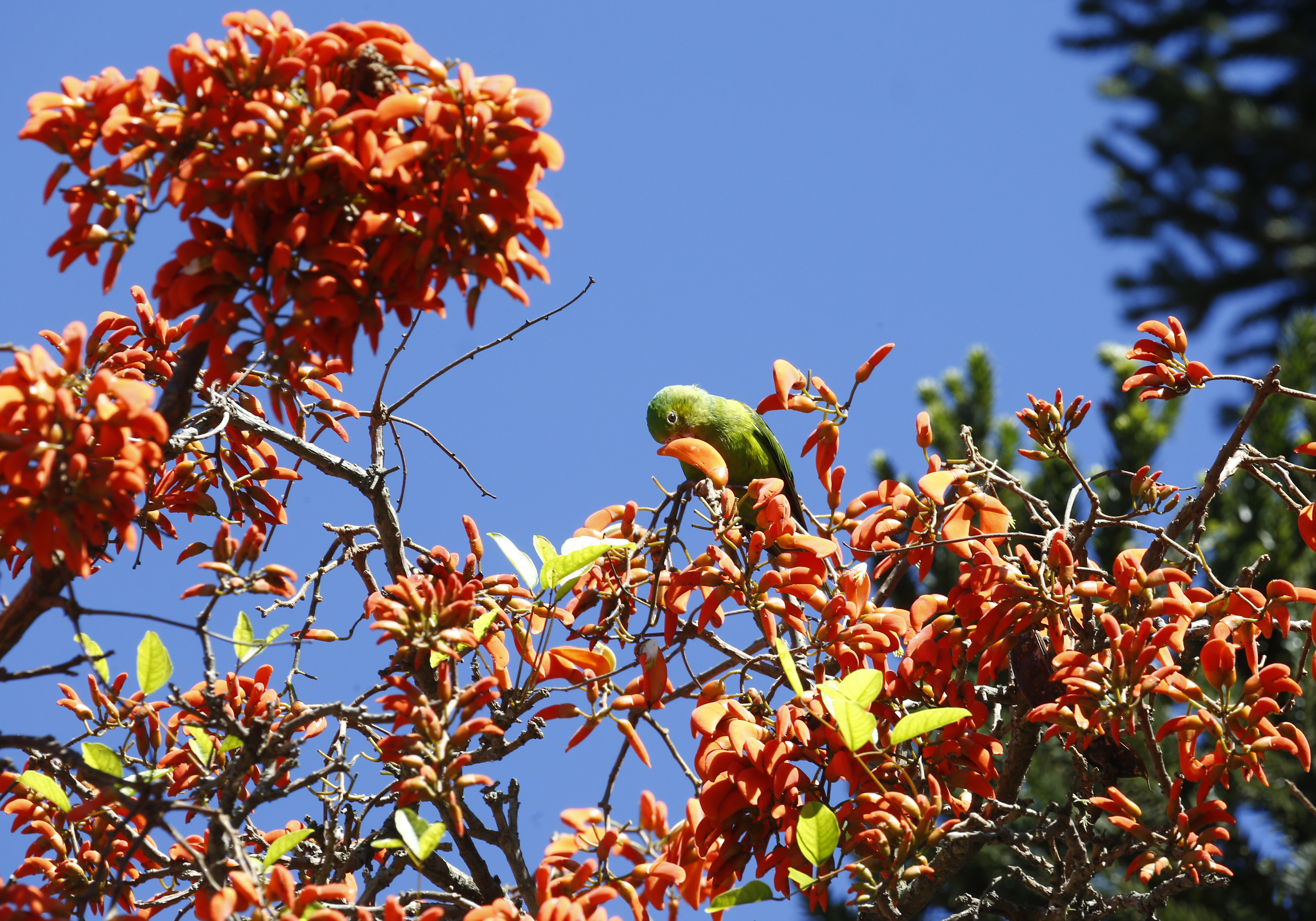Tempo firme volta com tudo nesta quinta-feira na capital do PR | Aniele Nascimento/Gazeta do Povo