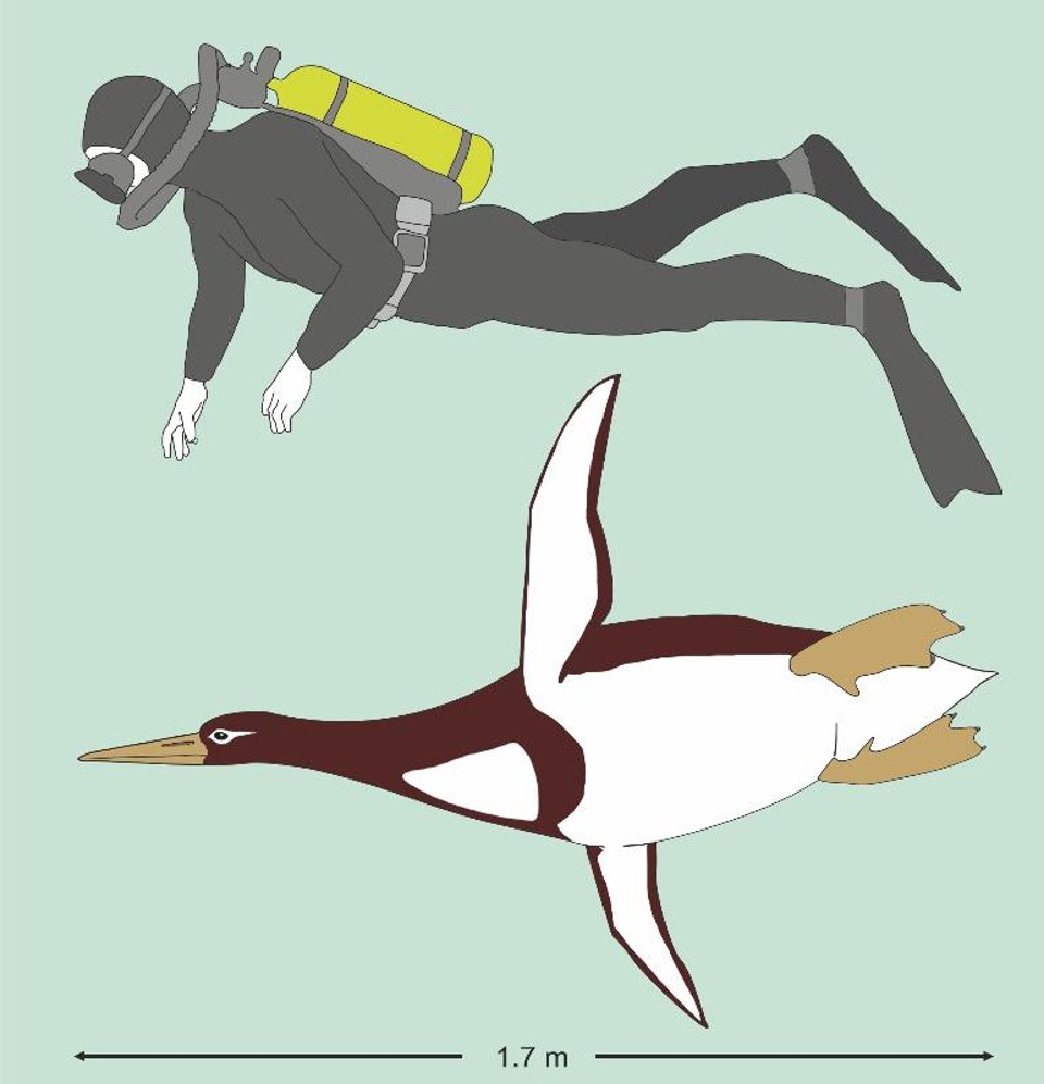 O ‘Kumimano biceae’, ancestral do pinguim moderno, tinha o mesmo tamanho de um humano | G. MAYR/SENCKENBERG RESEARCH INSTITUTE/NYT