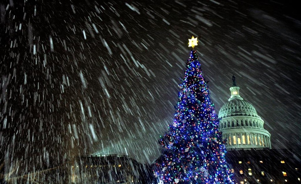 Árvores de Natal produzidas nos Estados Unidos podem ficar restritas ao mercado doméstico | cs/lwc/rix/CHIP SOMODEVILLA