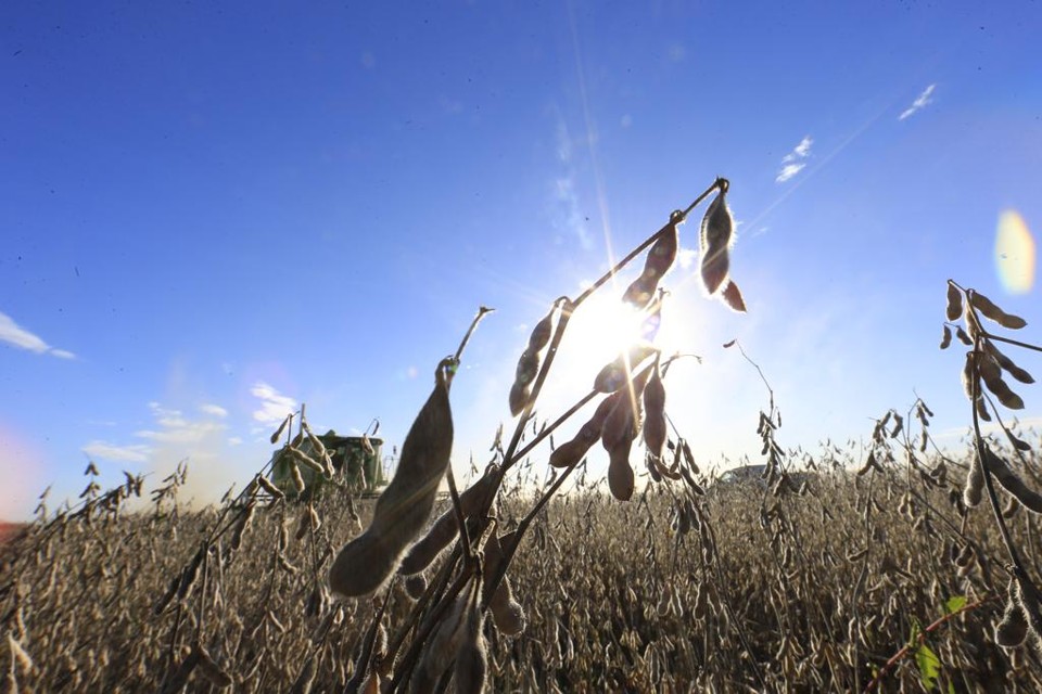 Entre os cinco principais produtos para a próxima safra, três devem apresentar quedas na produção: arroz em casca (-8%), milho em grão (-15,9%) e soja em grão (-5,9%). | Albari Rosa/Gazeta do Povo