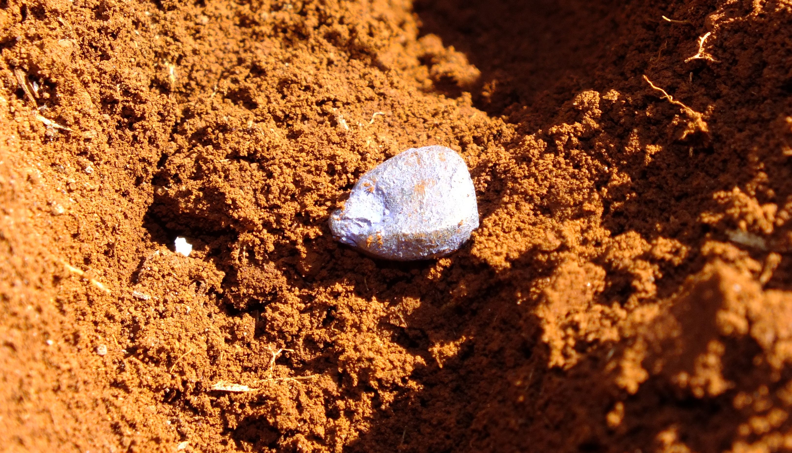 A negociação inclui a aquisição de ativos da Dow no Brasil, o acesso total ao banco de germoplasma de milho brasileiro, a marca Morgan e a licença para utilização da marca da Dow Sementes por 12 meses. | Arquivo/Gazeta do Povo