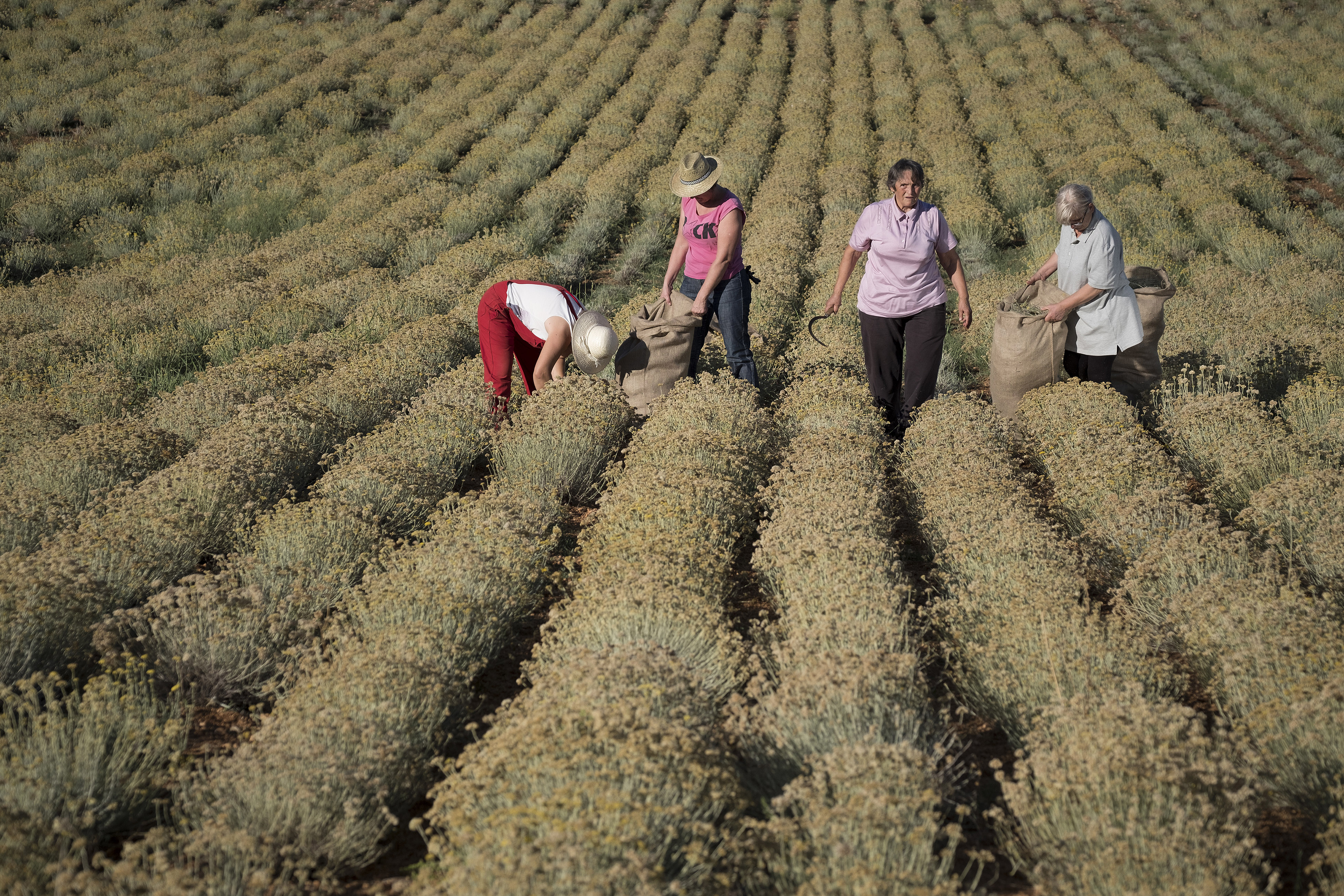 Conhecida como “imortal”, a planta do curry sobrevive em terrenos secos e permanecer viva por muito tempo depois de ter sido colhida. | ZORAN MARINOVIC/NYT