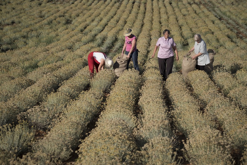 Conhecida como “imortal”, a planta do curry sobrevive em terrenos secos e permanecer viva por muito tempo depois de ter sido colhida. | ZORAN MARINOVIC/NYT