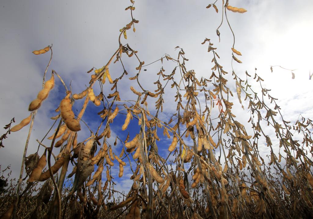 Perspectivas apontam para produção menor apesar do aumento da área de cultivo de soja no Paraná | Pedro Serapio/Gazeta do Povo