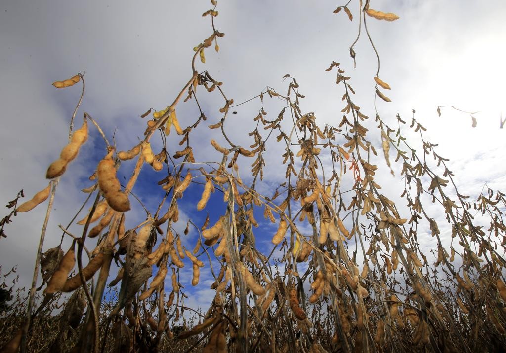 Perspectivas apontam para produção menor  apesar do aumento da área de cultivo de soja no Paraná