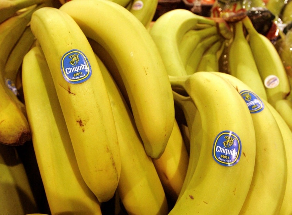 Agora, o desaparecimento da banana Cavendish é apenas uma questão de tempo. Quando isso acontecer, o mundo precisará de uma substituição. | /