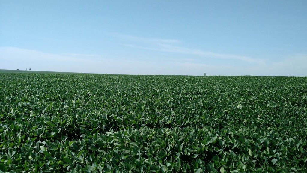 Foto de 16 de dezembro mostra estágio da soja plantada em 4 de outubro na propriedade de Adilson Andreotti, em Cândido da Mota (SP)