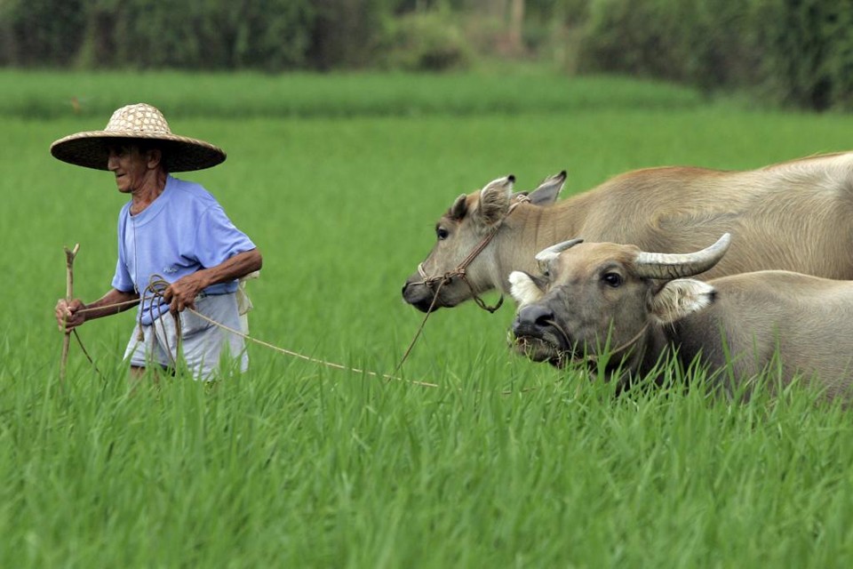 A segurança alimentar é um dos maiores desafios dos países populosos e de menor renda, principalmente na Ásia e na África. | Arquivo/Gazeta do Povo