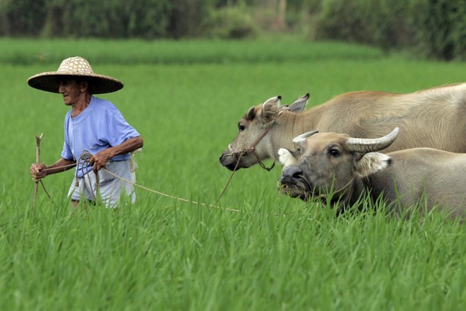 A segurança alimentar é um dos maiores desafios dos países populosos e de menor renda, principalmente na Ásia e na África. | Arquivo/Gazeta do Povo