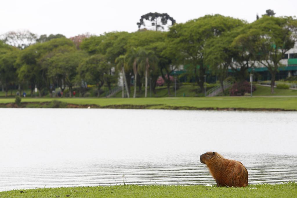 | Aniele Nascimento/Gazeta do Povo