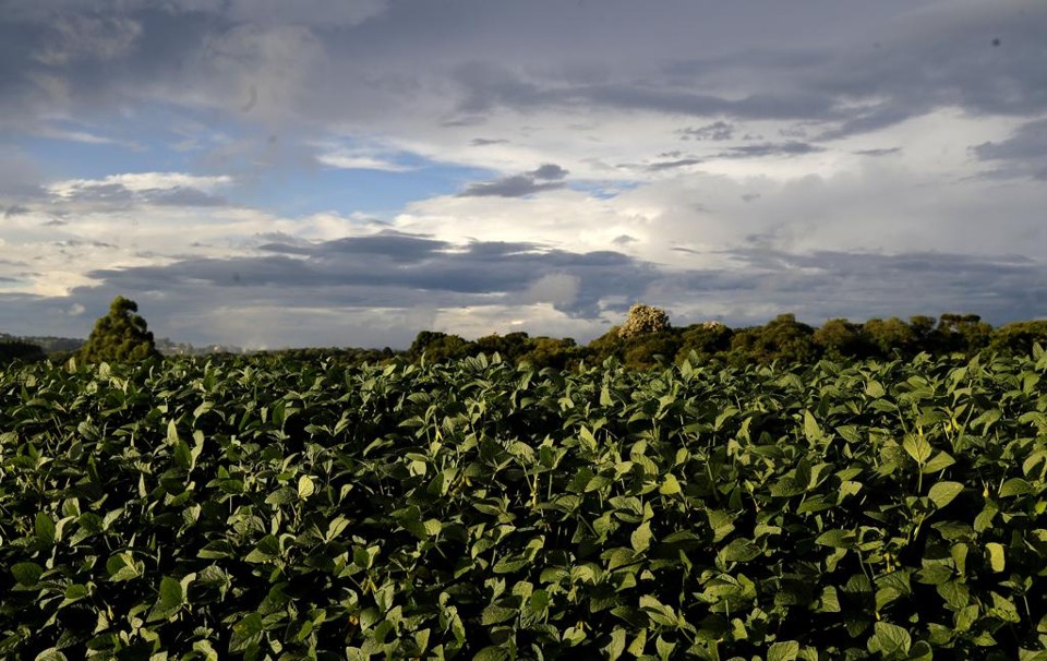 A previsão, segundo os meteorologistas, é de chuvas generalizadas na região Oeste ao longos dos próximos dias. | /Gazeta do Povo