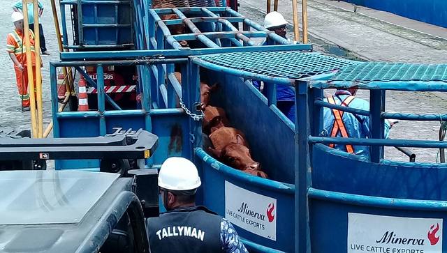 Para o transporte, os bovinos chegam em caminhões que estacionam perto do navio e, então, um corredor metálico é instalado ligando o veículo à embarcação. | Divulgação/Codesp