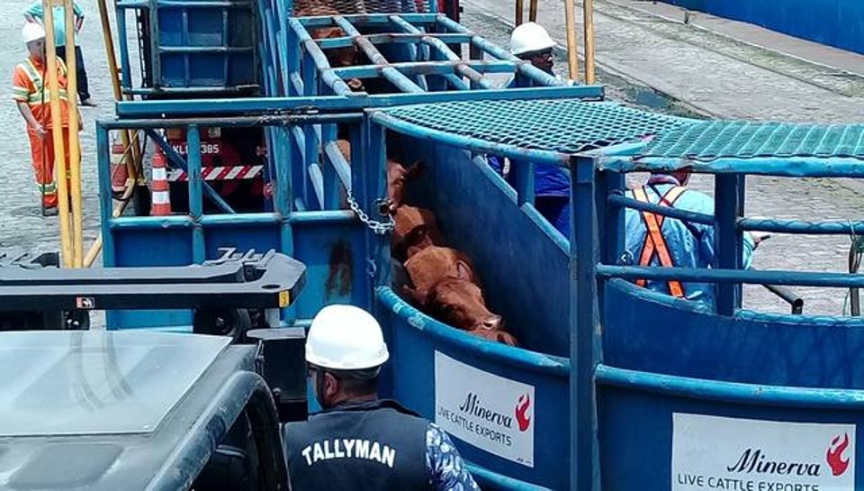 Vinte e sete mil cabeças de gado vão cruzar o Atlântico de navio Para o transporte, os bovinos chegam em caminhões que estacionam perto do navio e, então, um corredor metálico é instalado ligando o veículo à embarcação. | Divulgação/Codesp