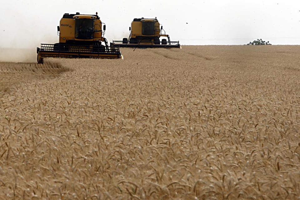 Em 2017, a área de plantio no Paraná caiu 13% e a produção 37% comparado a 2016, de acordo com o Departamento de Economia Rural (Deral), da Secretaria de Agricultura do Estado. | Albari Rosa/Gazeta do Povo