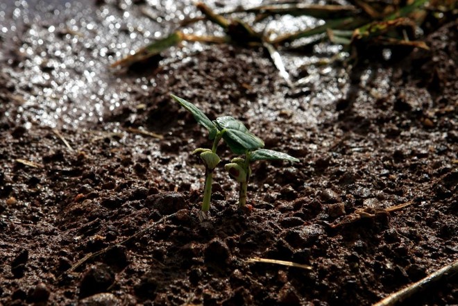 Produção de feijão no Paraná: safra 2017/18 está debaixo d’água | Arquivo/Gazeta do Povo