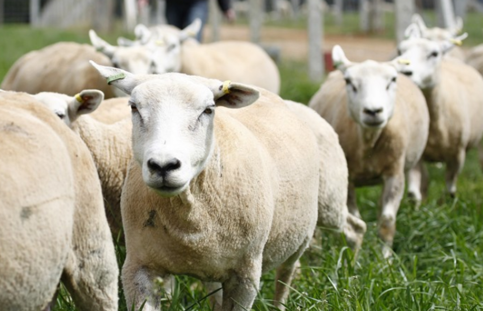 Após serem ‘cercadas’ pela polícia, ovelhas  e burro foram levados de volta para casa pelo fazendeiro | Arquivo/Gazeta do Povo