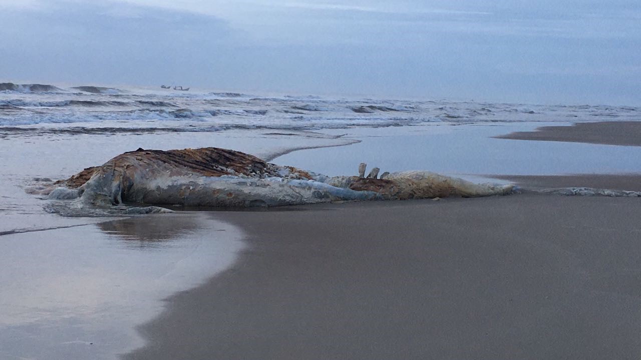 | Reprodução/CEM-UFPR