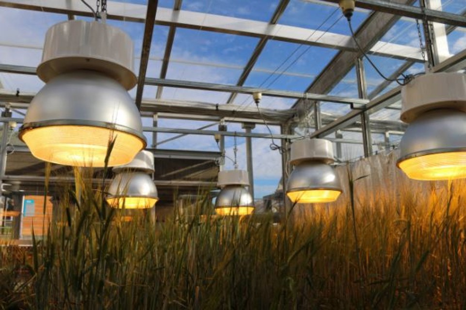 Mais baratas, lâmpadas de LED são também mais eficientes para ajudar na fotossíntese | Divulgação/Universidade de Queensland