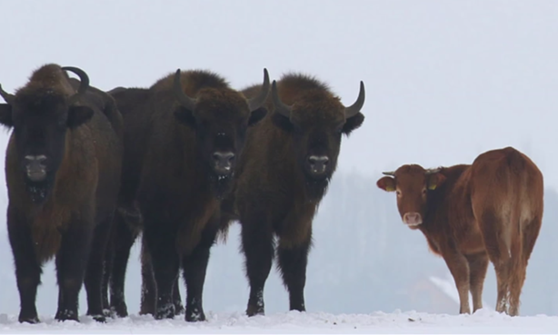 Novilha já está há pelo menos três meses integrada a uma manada de 50 bisões | Reprodução/