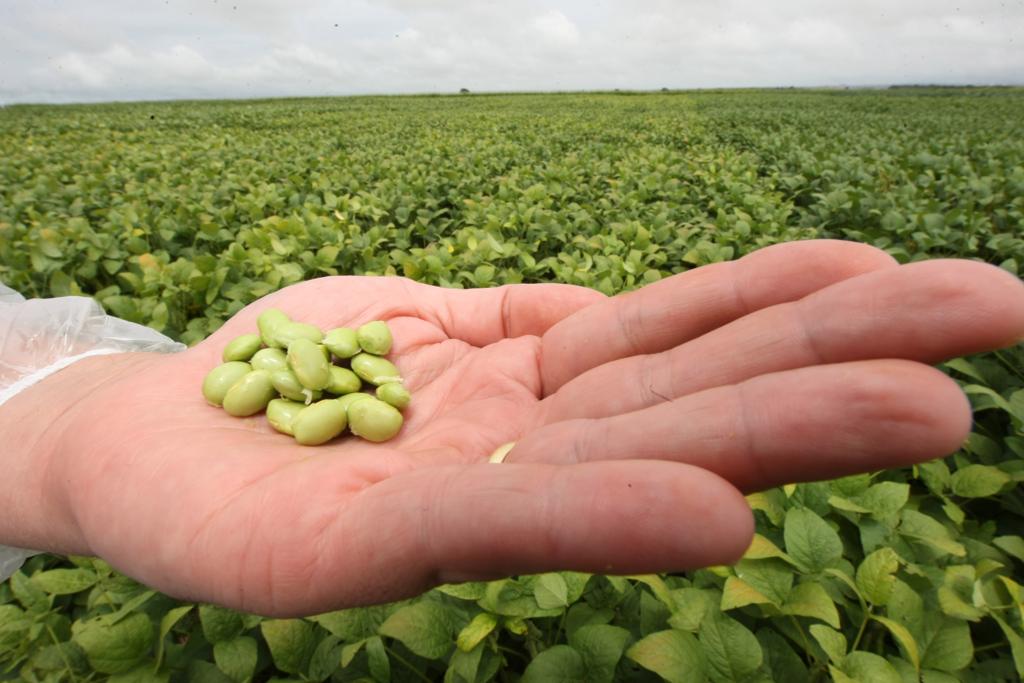 Parecer do INPI sugere revogação da patente concedida há cinco anos para a variedade Intacta RR2 Pro | Arquivo /Gazeta do Povo