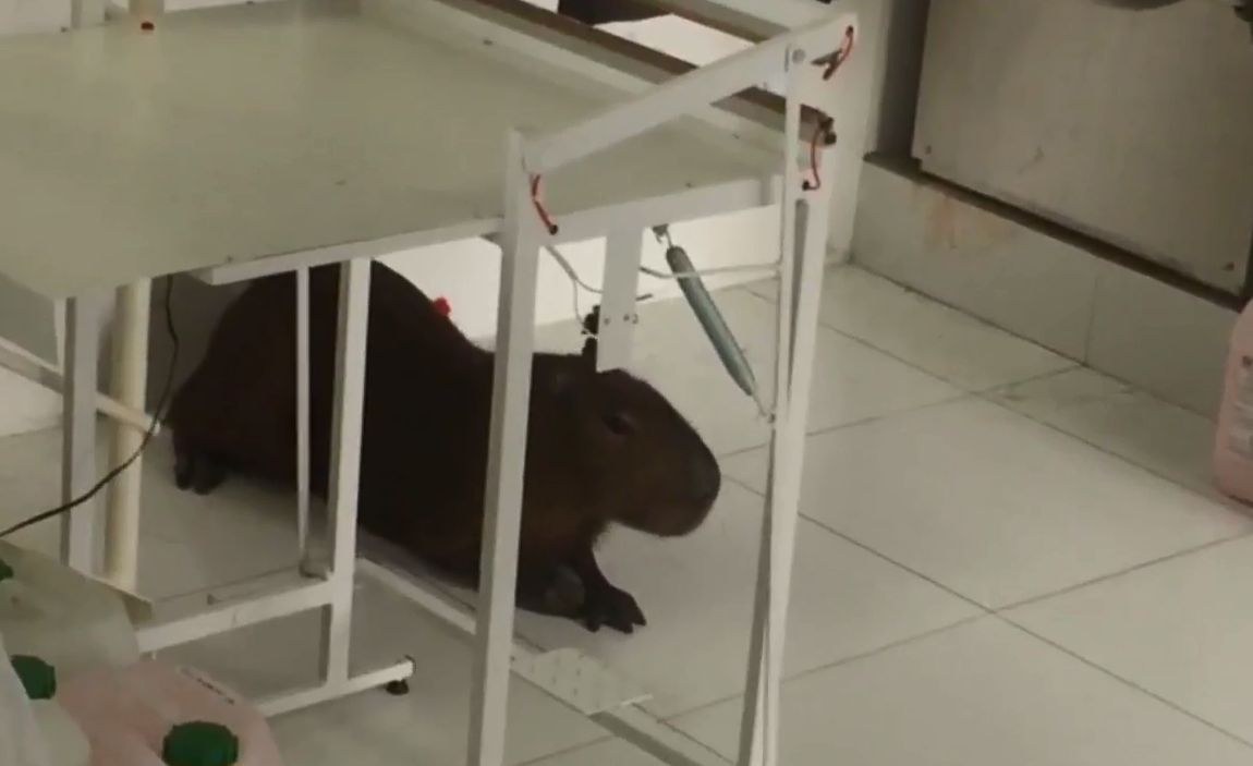  | Reprodução/Tribuna do Paraná