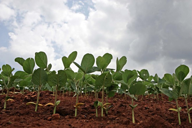 Lavouras de soja, no Paraná, poderão ser semeadas excepcionalmente até o dia 14 de janeiro | Arquivo/Gazeta do Povo