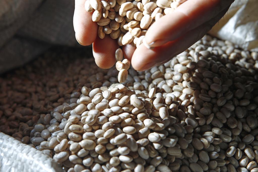 Além da produtividade, a estimativa de progresso genético apresentou ganho significativo de 2,37% ao ano na qualidade de grãos. | Antônio More/Gazeta do Povo