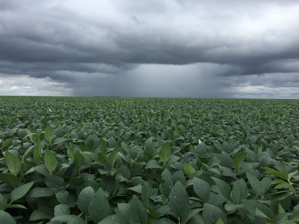 Das últimas seis safras no Matopiba, cinco enfrentaram adversidades climáticas | Altair Fianco/Aprosoja-PI
