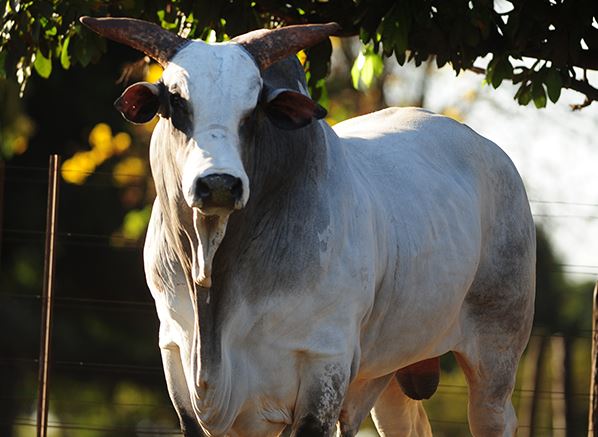  | Divulgação/CRV Lagoa