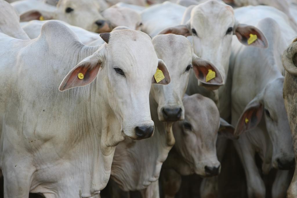 Sistema de rastreabilidade seguirá padronização ISO | Arquivo/Gazeta do Povo