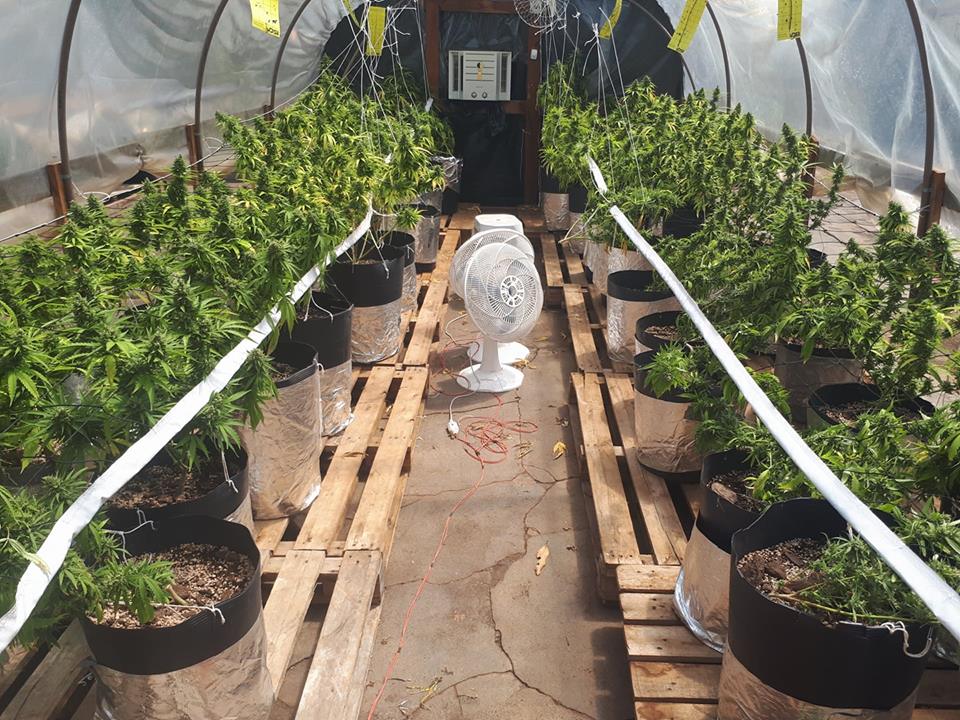 Estufa onde a plantação foi encontrada | 5 BPM/Divulgação Facebook