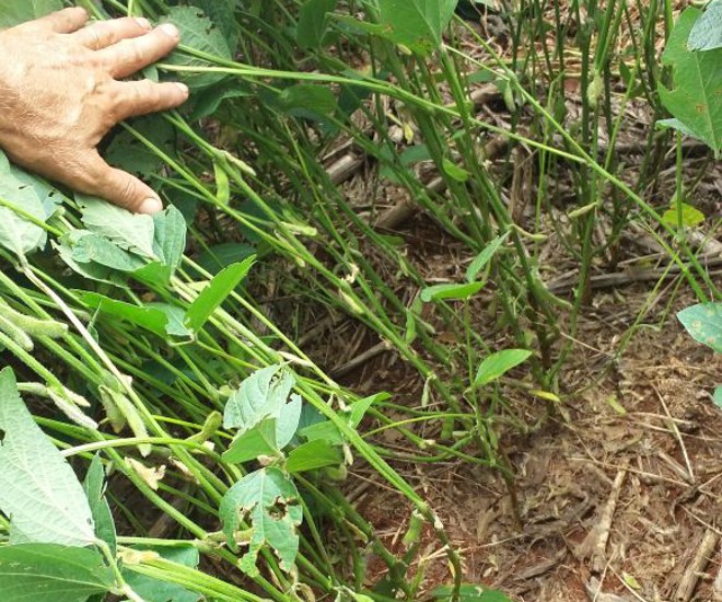 Soja apresentava as mesmas características de uma planta saudável, a não ser pela ausência quase que total de vagens e grãos. | Clóvis Gressler Junior/Arquivo pessoal