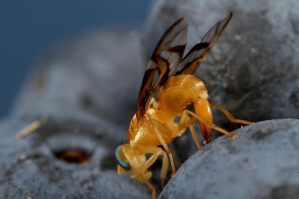 Mosca-da-fruta sul -americana em ação (Anastrepha fraterculus)