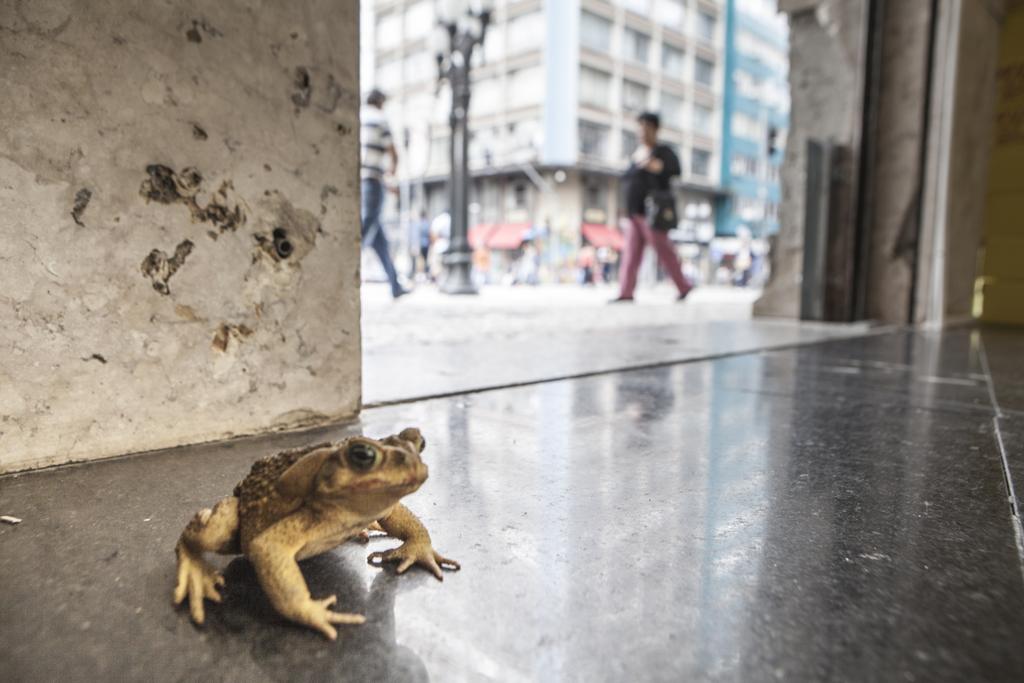 Sapo foi flagrado na esquina da XV com a Marechal Floriano. | Daniel Caron/Gazeta do Povo
