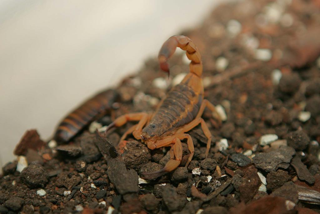 | IVONALDO ALEXANDRE/IVONALDO ALEXANDRE