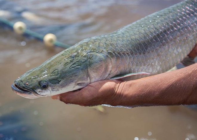 A pesquisa identificou mais de 400 proteínas secretadas pelo peixe. A descoberta foi publicada na revista científica Plos One. | Divulgação/Embrapa