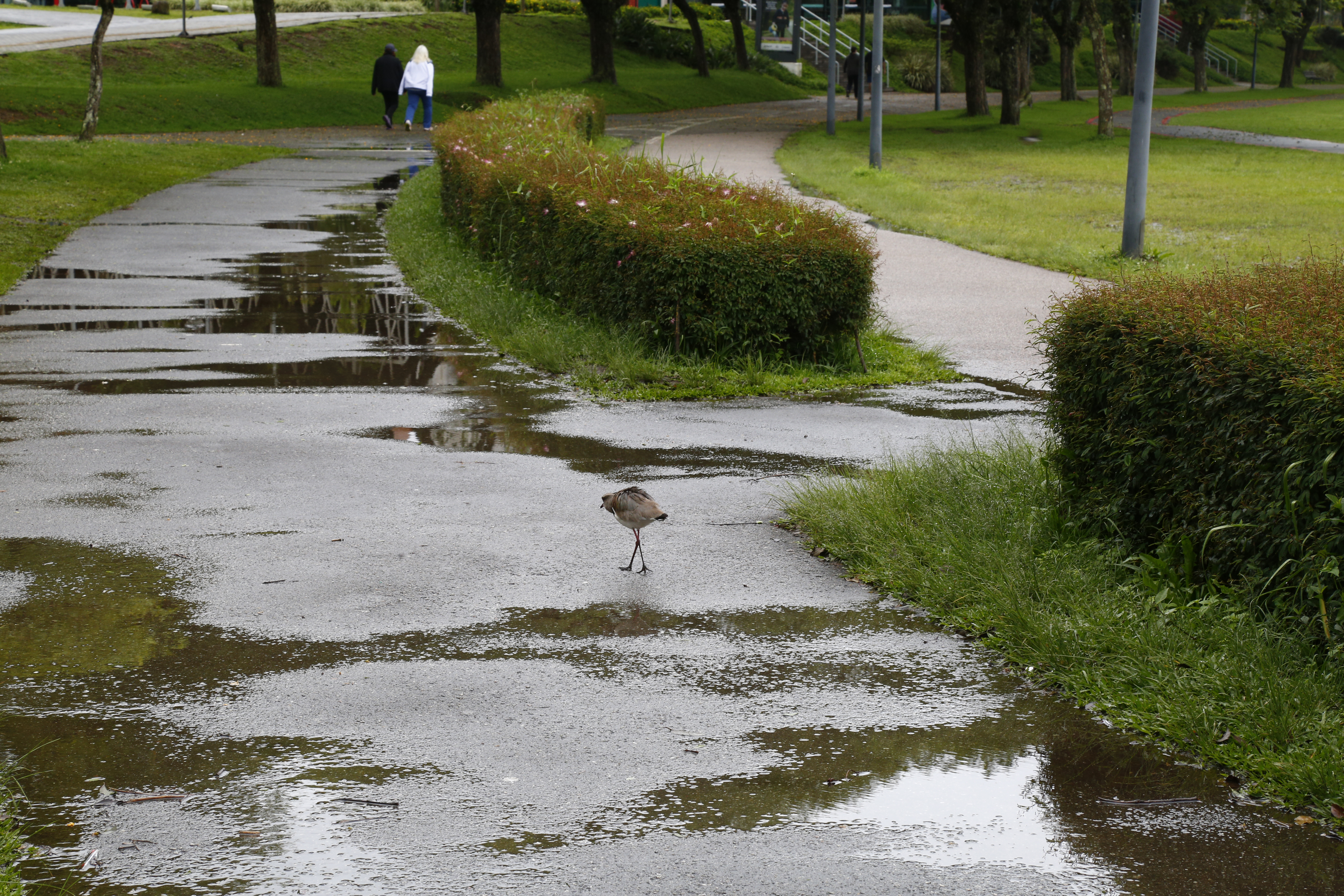 | Aniele Nascimento/Gazeta do Povo