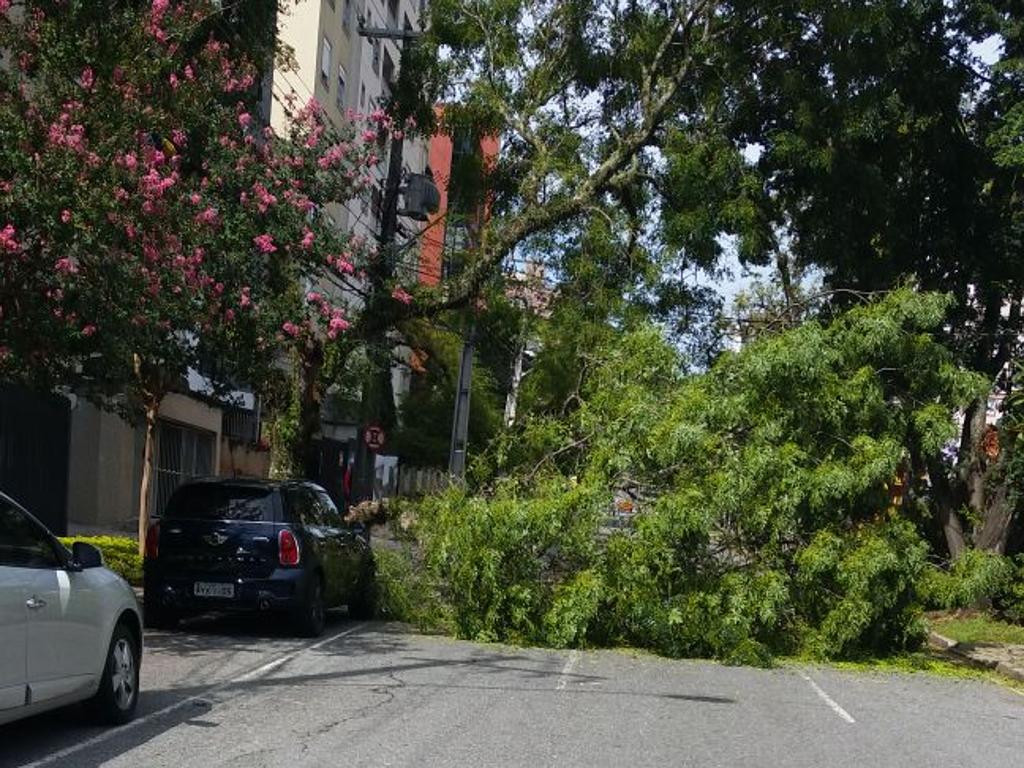 Árvore quase atingiu carros estacionados | Reprodução/Setran