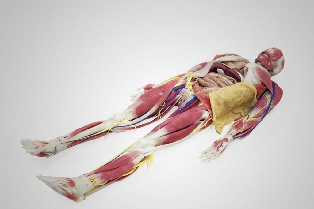 Cadáver sintético tem versões de R$ 200 mil a R$ 700 mil