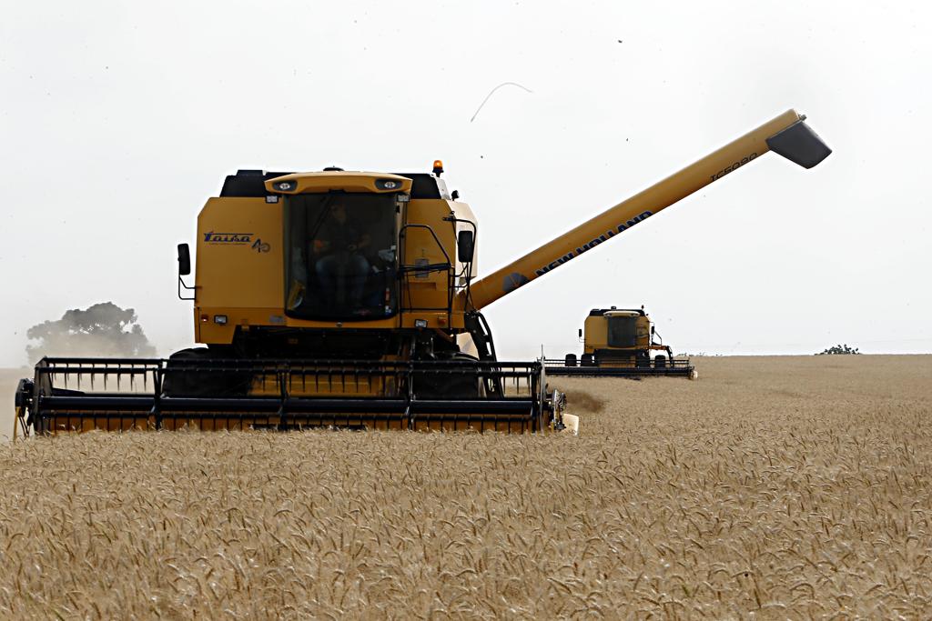 Segundo o IBGE, os cereais de inverno vêm apresentando repetidas quebras de safra em decorrência de problemas climáticos nos últimos anos. | Albari Rosa/Gazeta do Povo
