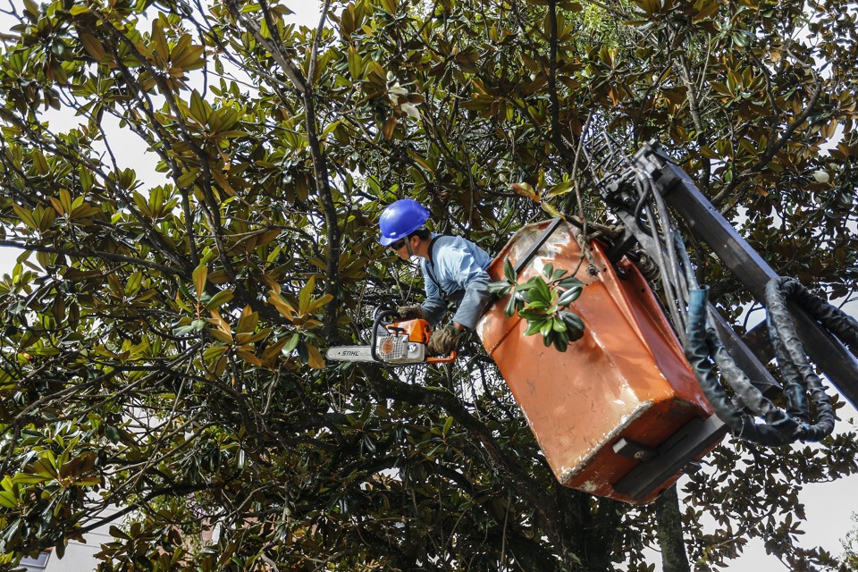 Prefeitura realiza poda na Rua Inácio Lustosa, no bairro São Francisco: população reclama do atendimento. | Jonathan Campos/Gazeta do Povo