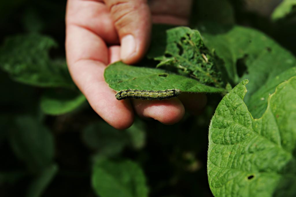 Usada em 60% das lavouras de Goiás, a Intacta, segundo a Monsanto, apresenta tolerância ao herbicida glifosato e resistência às quatro principais lagartas que atacam a soja. | Arquivo/Gazeta do Povo