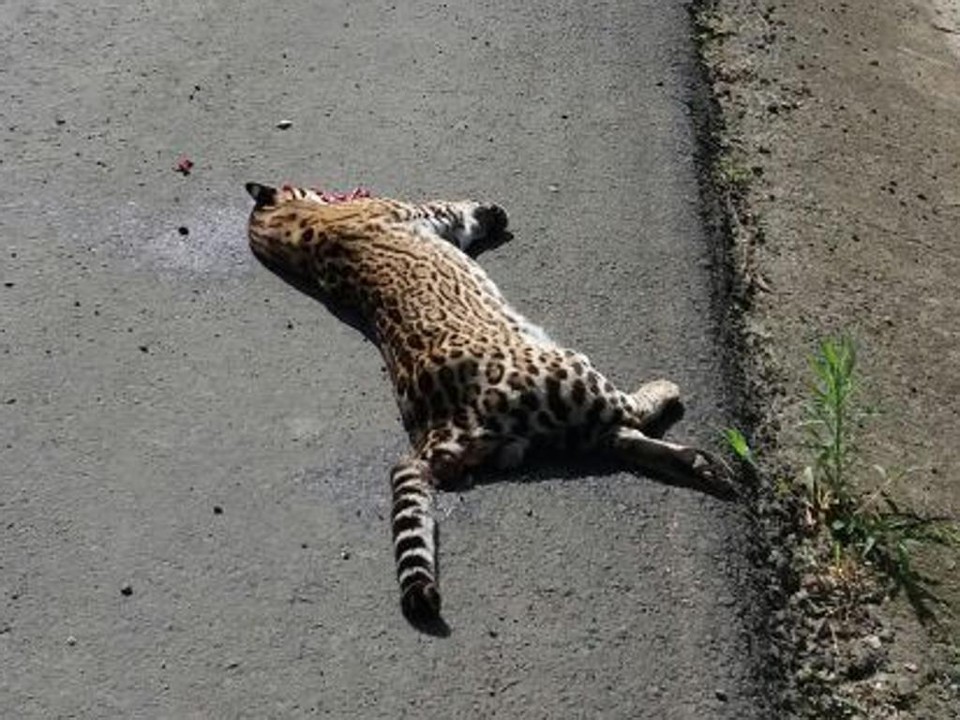 O corpo do animal foi encontrado no acostamento na BR-476 | Eliandro Soares /Contribuição