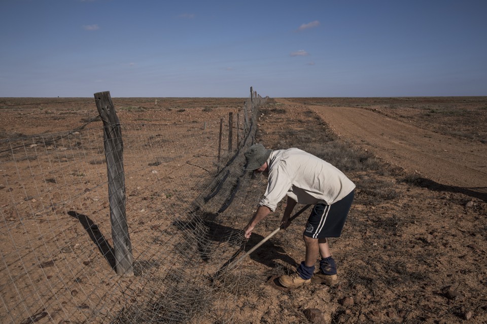 O patrulheiro Alan Walton realiza reparos na cerca de 5.600 que busca separar animais selvagens das criações pecuárias de ovelhas | ADAM FERGUSON/NYT