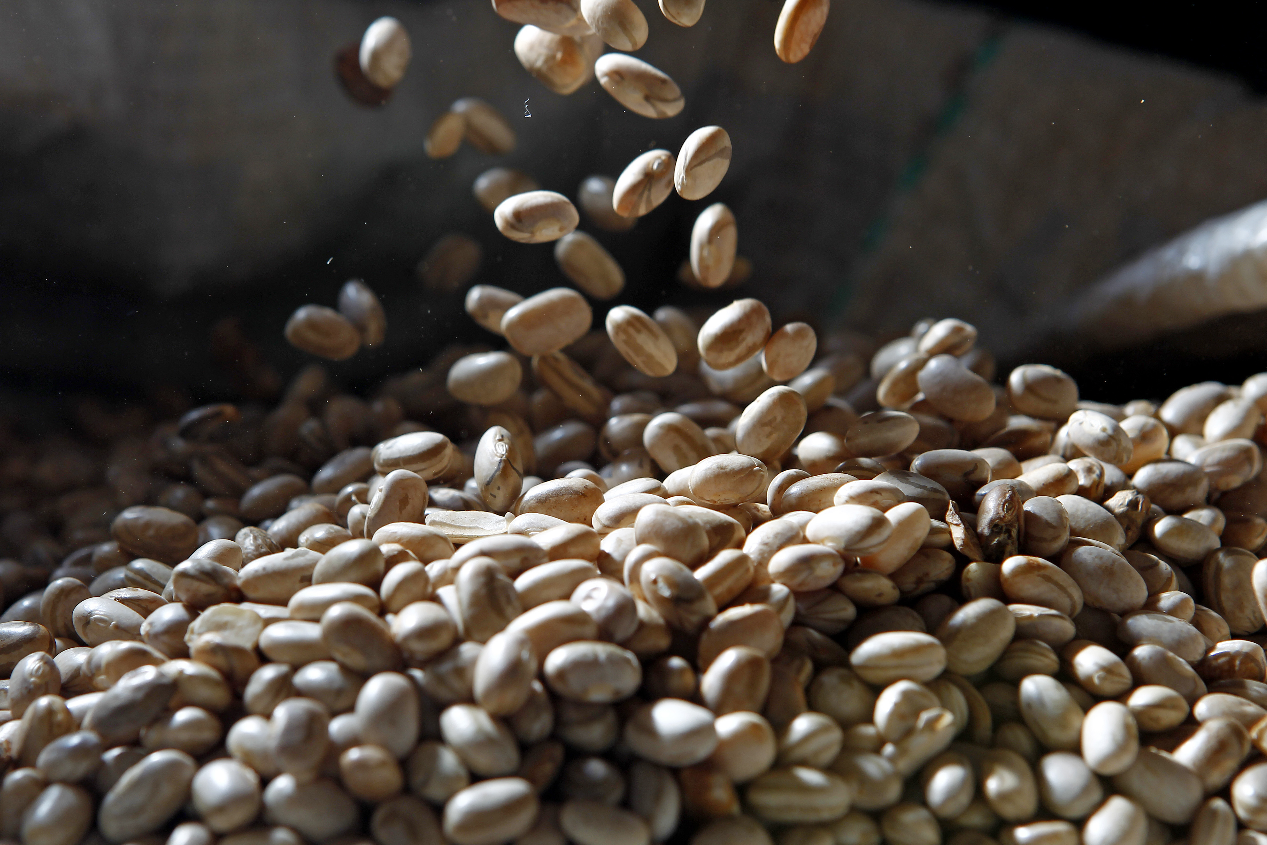 Paraná cultiva 200  mil hectares de feijão primeira safra | Antônio More/Gazeta do Povo